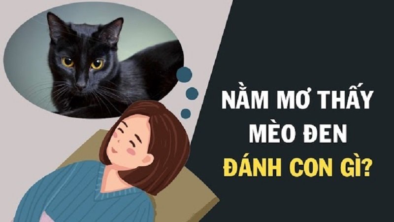  Mơ Thấy Mèo Liên Quan Đến Con Số Gì?