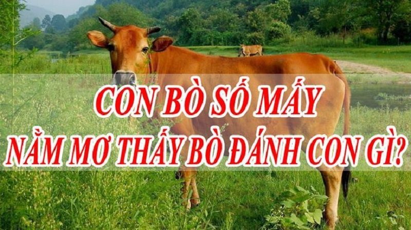 Nằm mơ thấy bò đánh con gì?