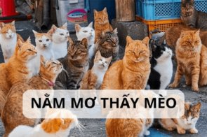 Mơ thấy mèo có ý nghĩa gì? Đánh con số may mắn bao nhiêu?