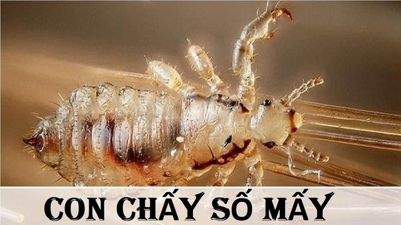 Mơ thấy con chấy số mấy may mắn?